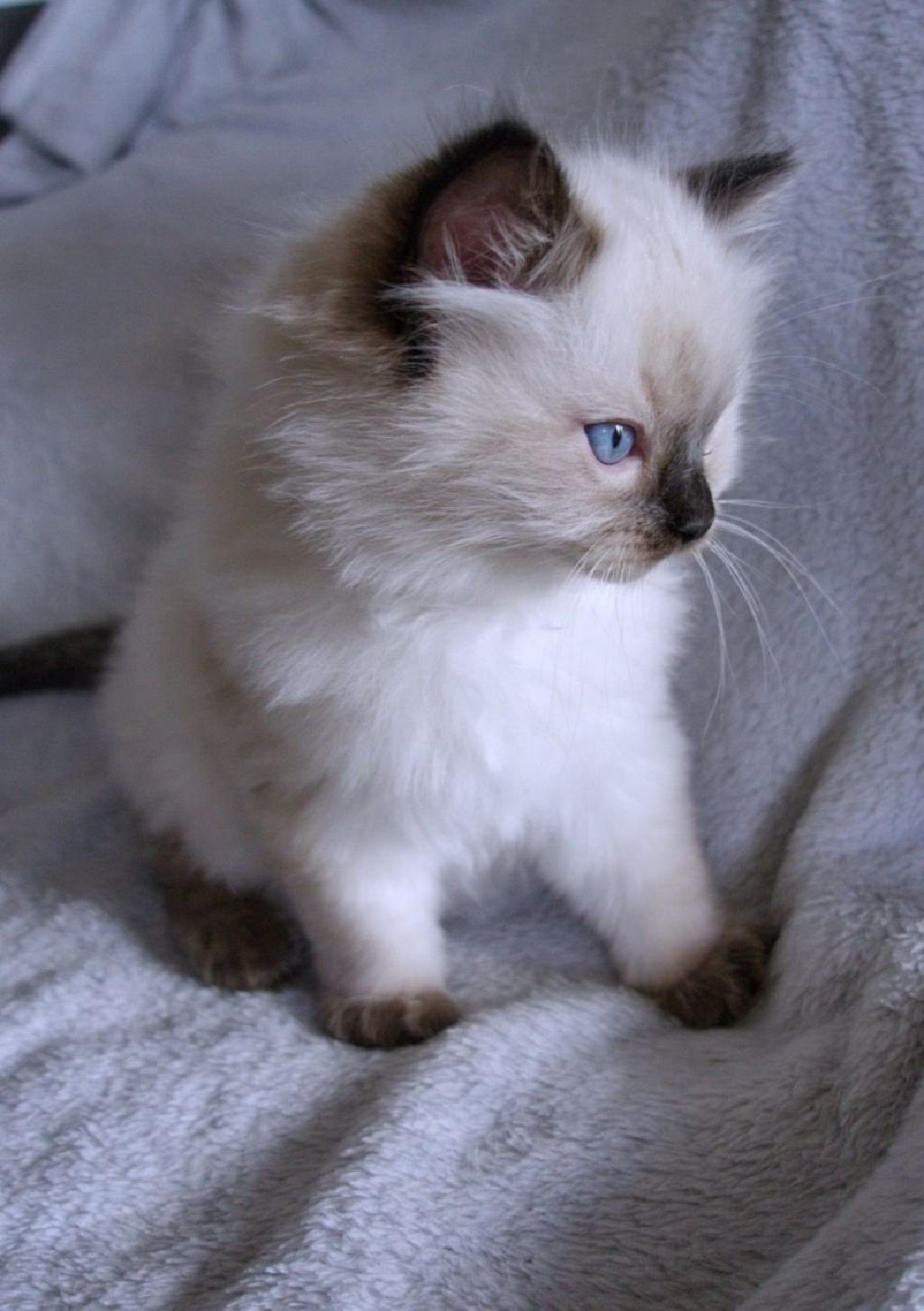 Female Ragdoll Kitten - Denton Cats for Sale or Adoption ...