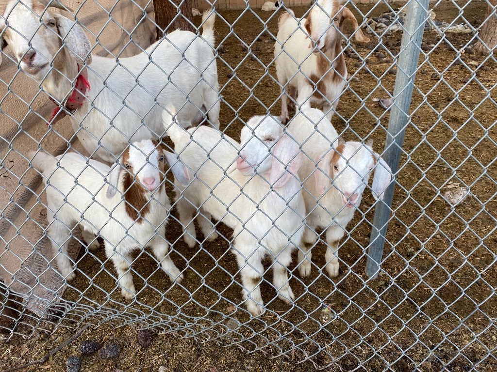 BABY GOATS FOR SALE Maricopa Farm Animals Offered