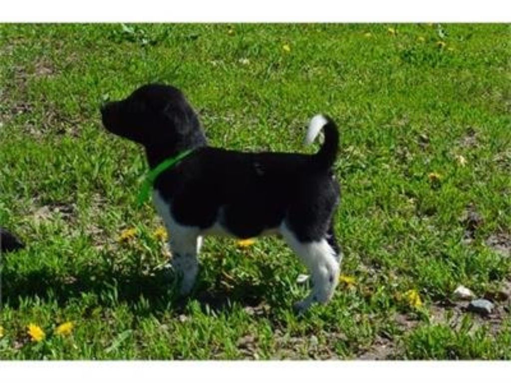 Labradir Retriever Hybrid Retriever Puppies & Started Dogs