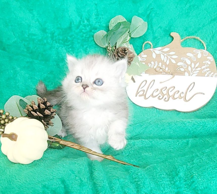 Silver Shaded Dollface Persian kittens