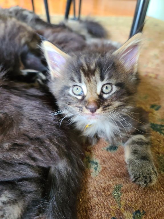 Maine Coon kittens for sale