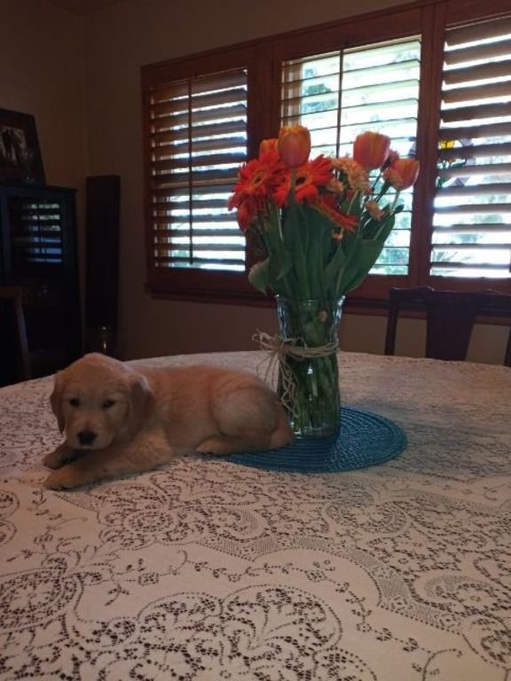 Golden Retriever Puppies