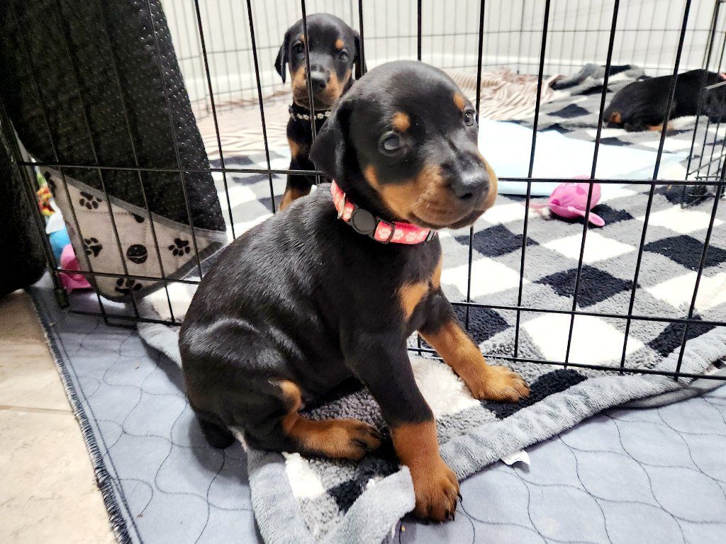 Doberman Pinscher puppies