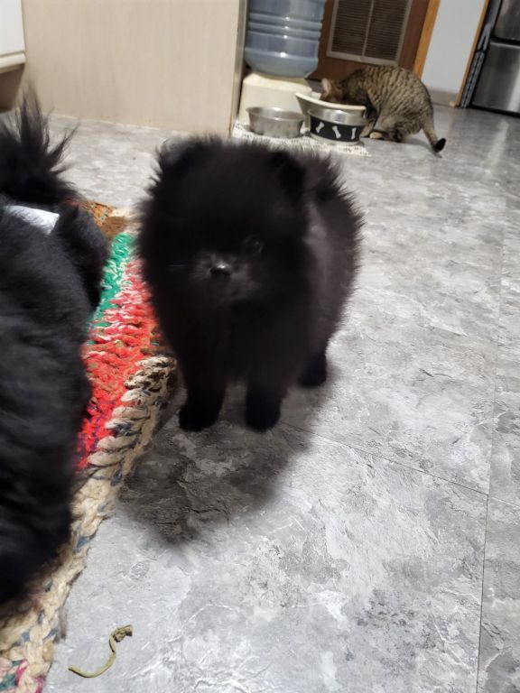 Pomeranian puppy