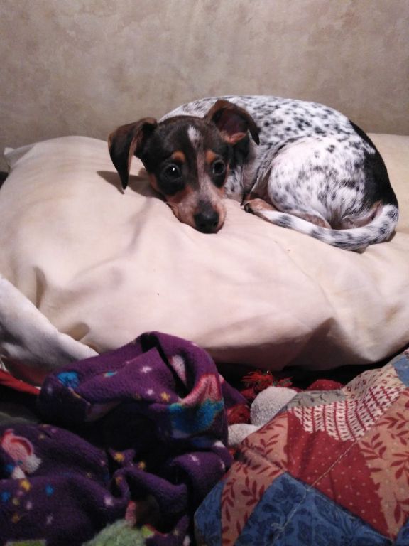 2 month old red headed chiweenie puppy