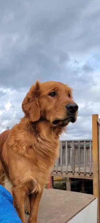 Golden retriever puppies