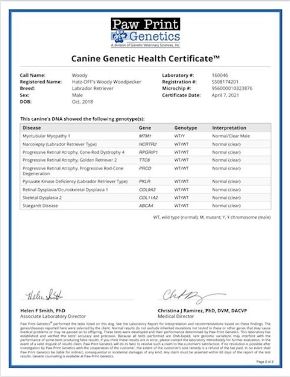 AKC Labrador Stud Service