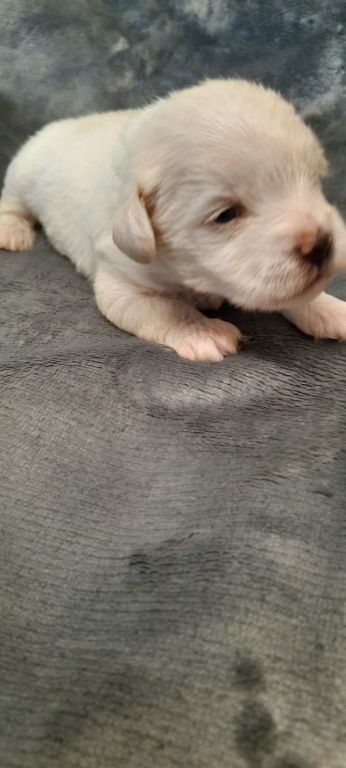 Toy poodles Schnoodles,shihtzus, yorkies,wauzers