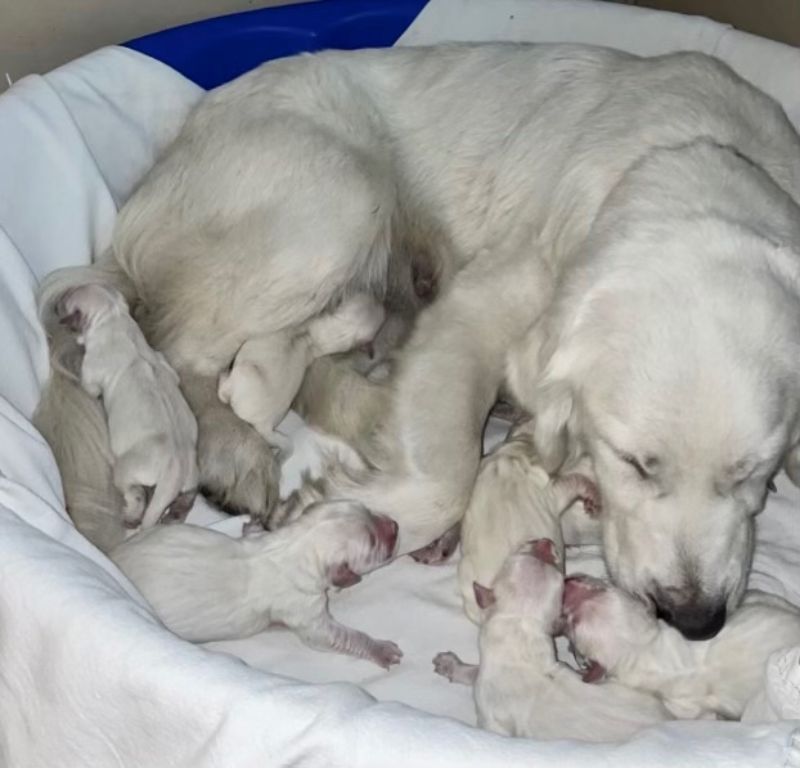 AKC English Cream Golden Retriever Puppies