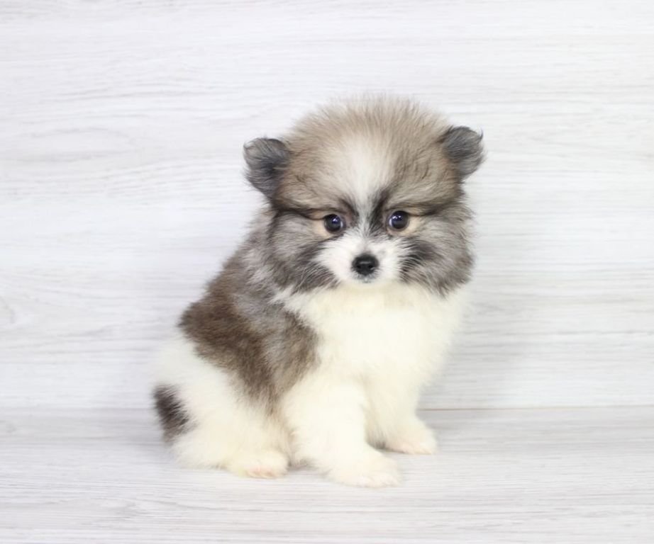 Beautiful Pomeranian Puppy