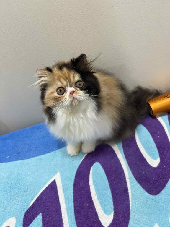 Adorable calico Persian girl