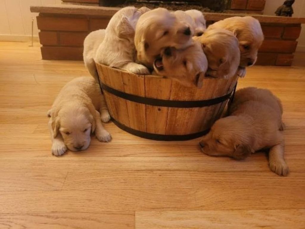 Golden Retriever Puppies
