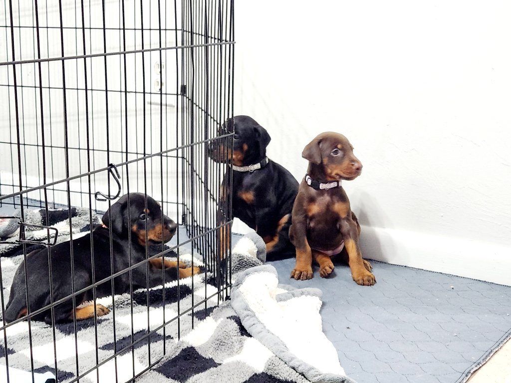 Doberman Pinscher puppies