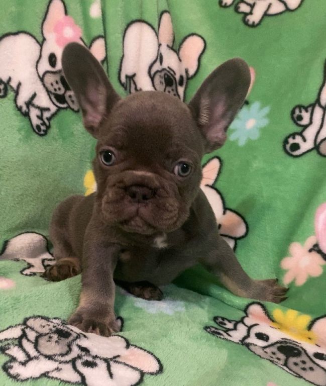 Akc French bulldog pups 🐶