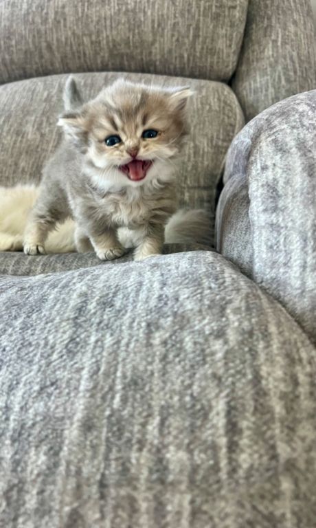 Scottish longhair kitten