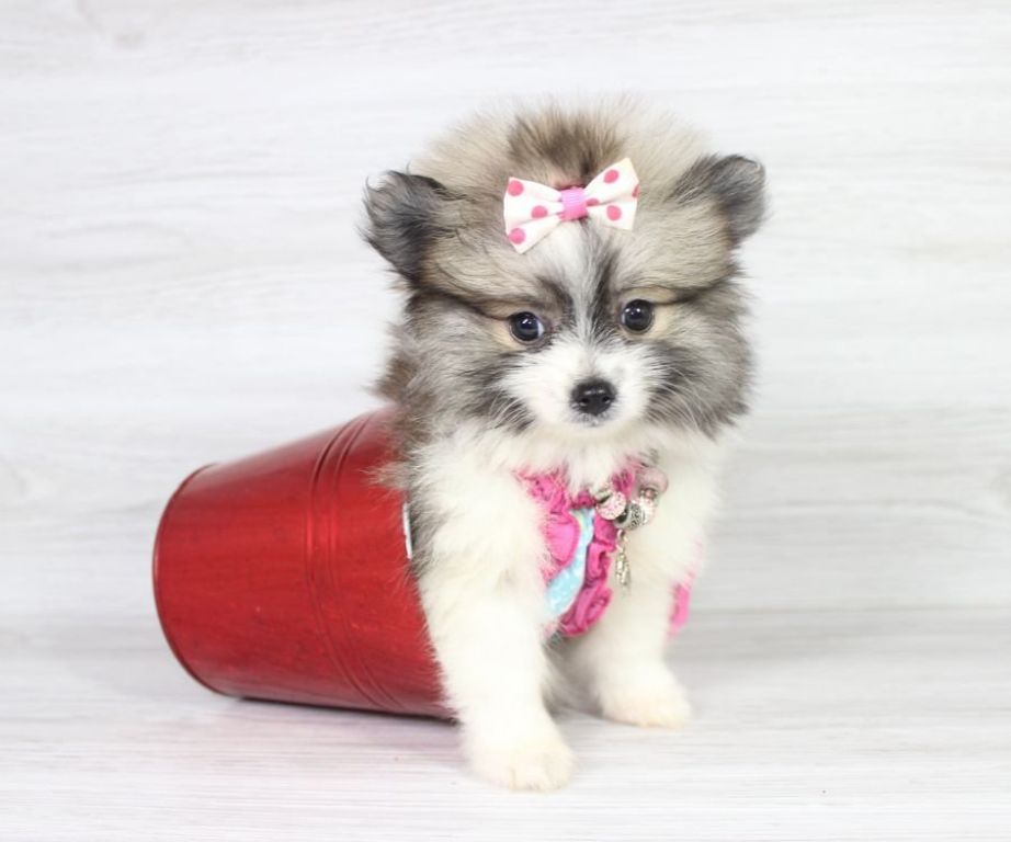 Beautiful Pomeranian Puppy