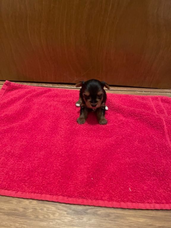 Yorkie puppy