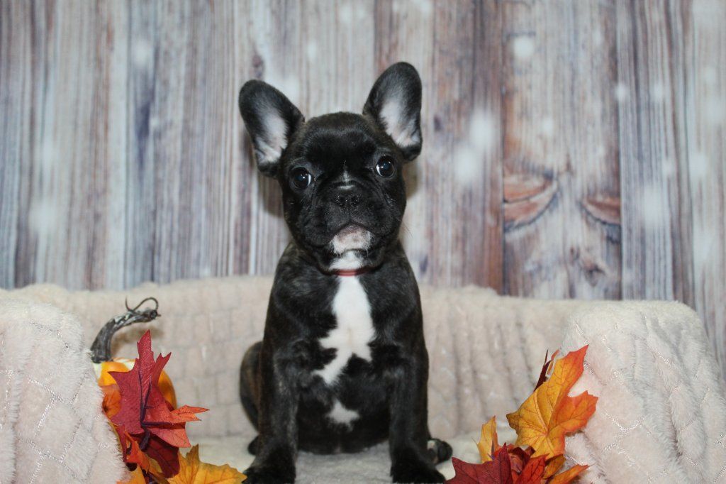 AKC French Bulldogs