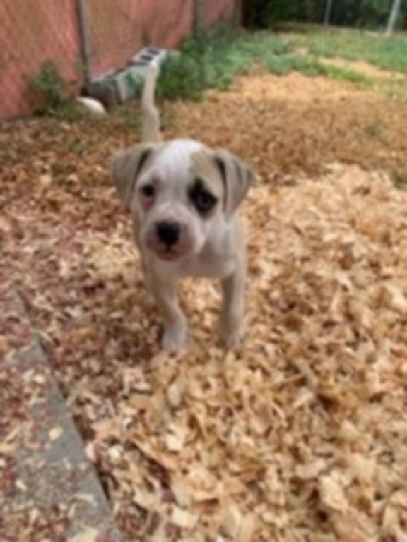 Adorable American Bulldog Puppies For Sale Can Deliver
