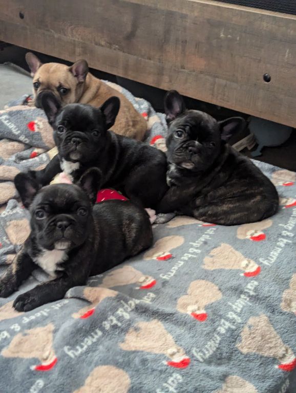 French bulldog puppies