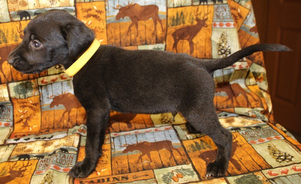 Labrador Hybrid Retriever Puppies