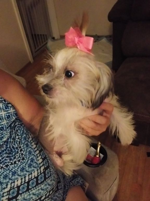 Chinese crested females 7 months old...