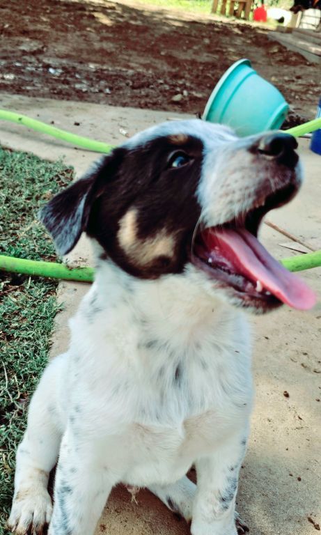 Blue Heeler, Queensland Australian cattle dog B