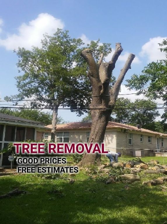 HAYVEN'S TREE SERVICE