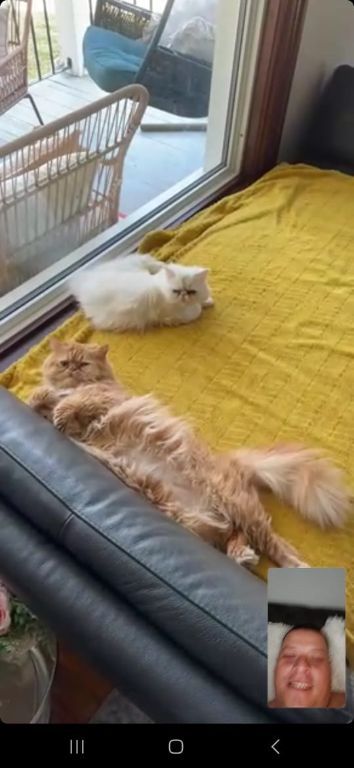 Persian Kittens