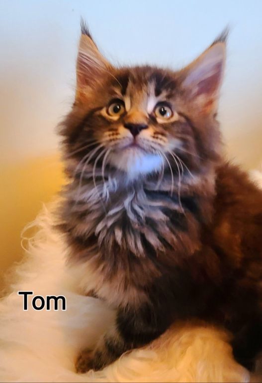 Maine Coon kittens for sale