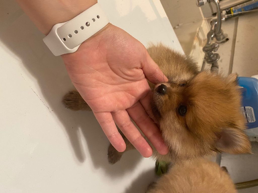 Full Pomeranian puppies