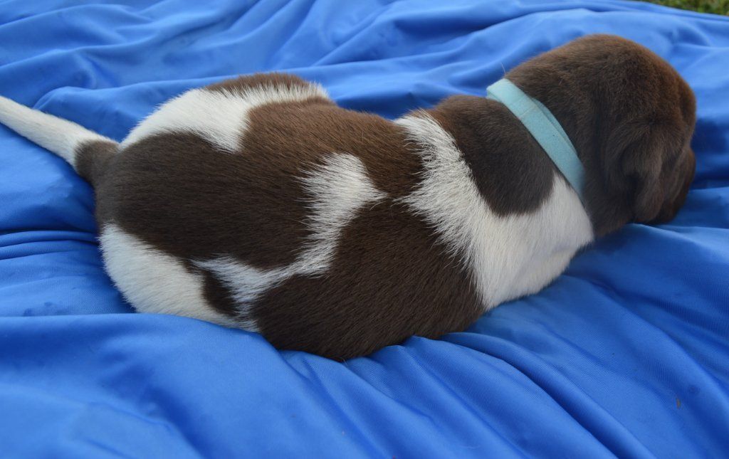 Labrador Hybrid Retriever Puppies & Started Dogs