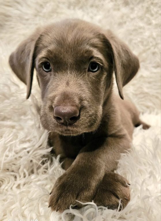 Silver Lab Puppies