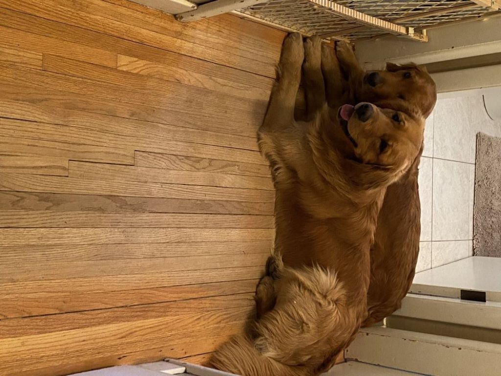 Adorable Golden Retriever pups