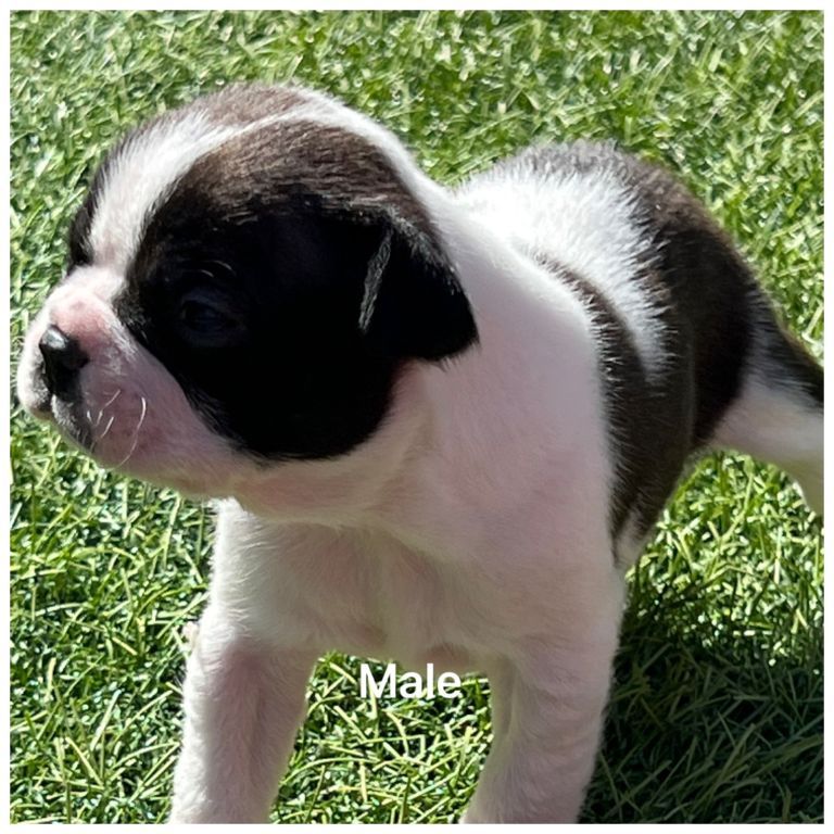 Boston Terrier