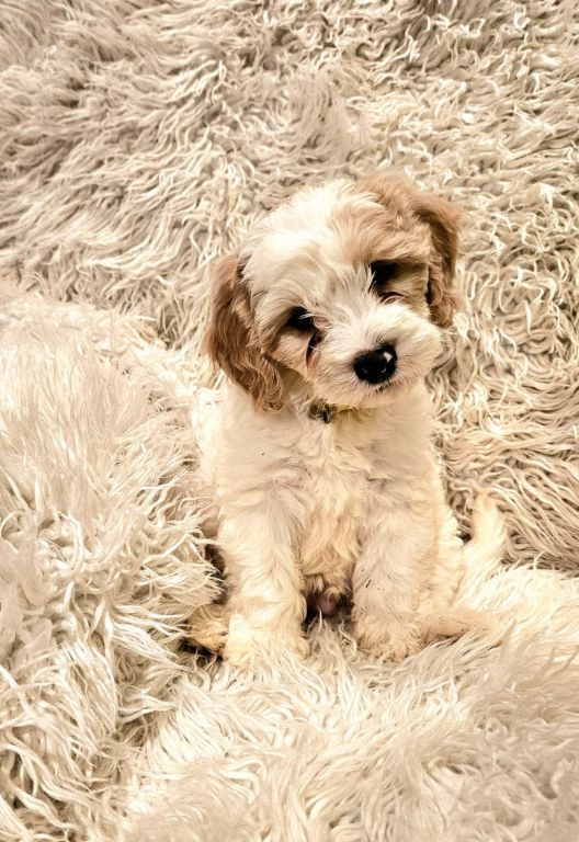 Cavapoo Puppies