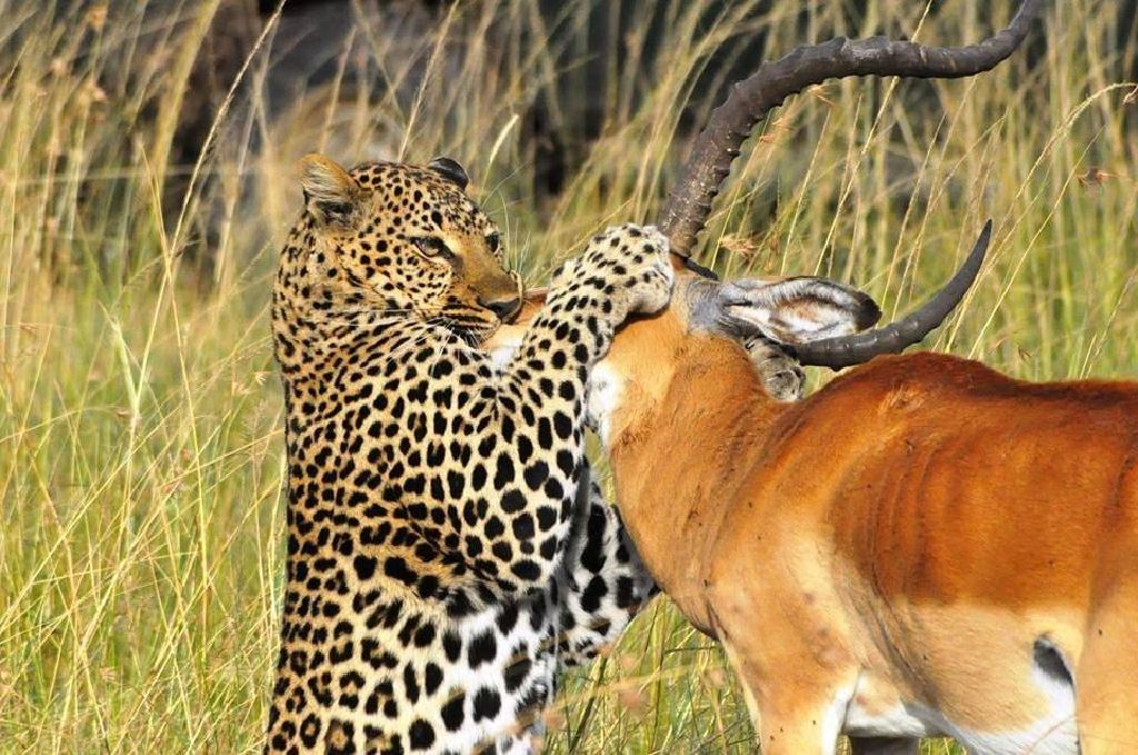 Africa Flash McTours and Travel