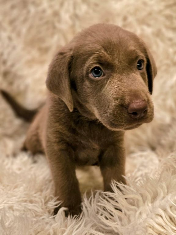 Silver Lab Puppies