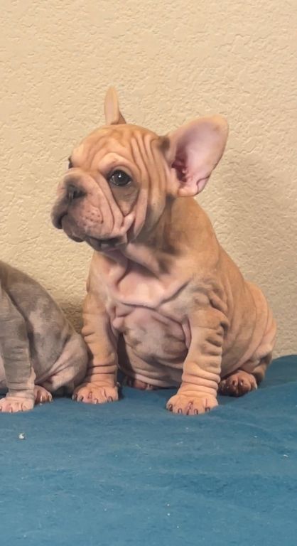 Velvet big rope, French Bulldogs available