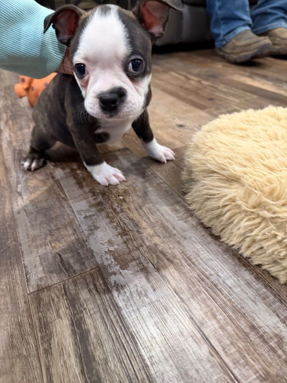 Bono, handsome male Boston r eekw