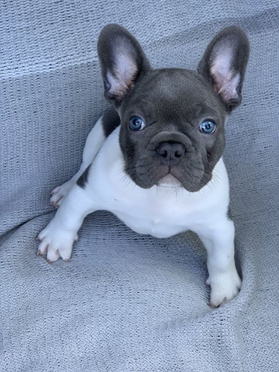 French Bulldog Puppy