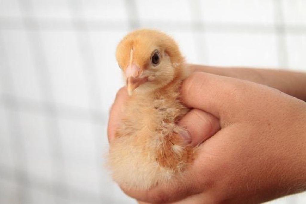 Chickens For Sale in North Florida, Laying Hens, Pullets and Chicks Claz