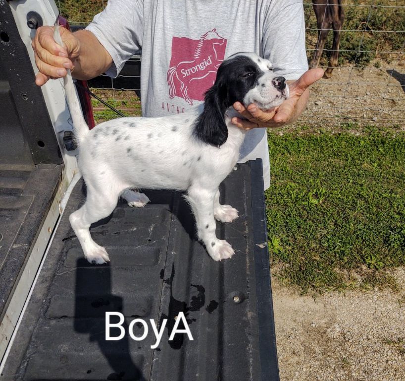 English setter puppies male an female