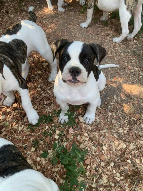 NKC American Bulldog Puppies; Johnson Bloodlines; Loving, Loyal, and Protective