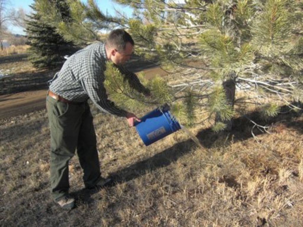 Save TREES fight Climate Change with BEYOND Plant Amendment™  Earth friendly -  treat plants & trees