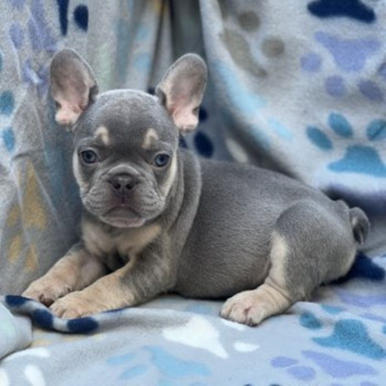 French Bulldog Puppy