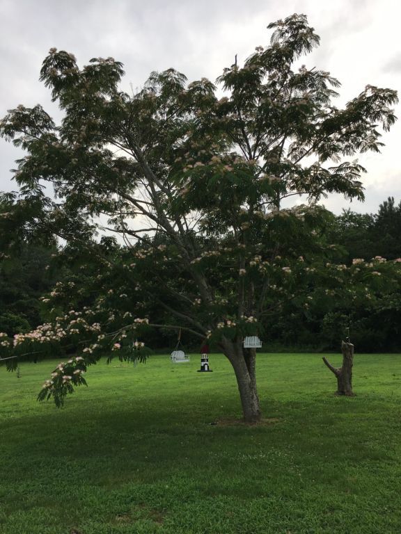 14.9 Acres With Mobile Home Near Parksley VA - SOLD!