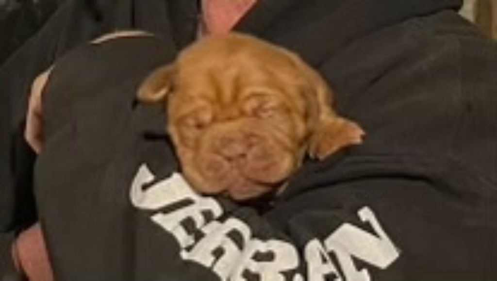 Pure Bred Dogue de Bardeaux (French Mastiff) Puppies