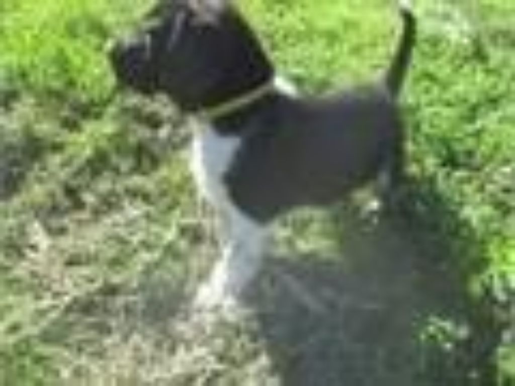 Labrador Hybrid Retriever Pointing Puppies for sale DFW