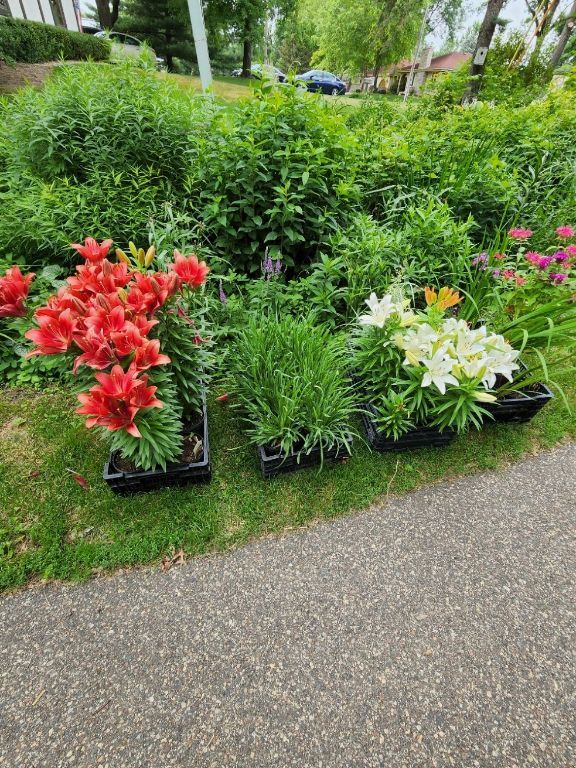 Perennial Plant Sale - 2023